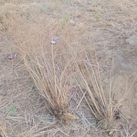 رمانتين • مشلوعين بجذورهن • مجاناً للحديقة