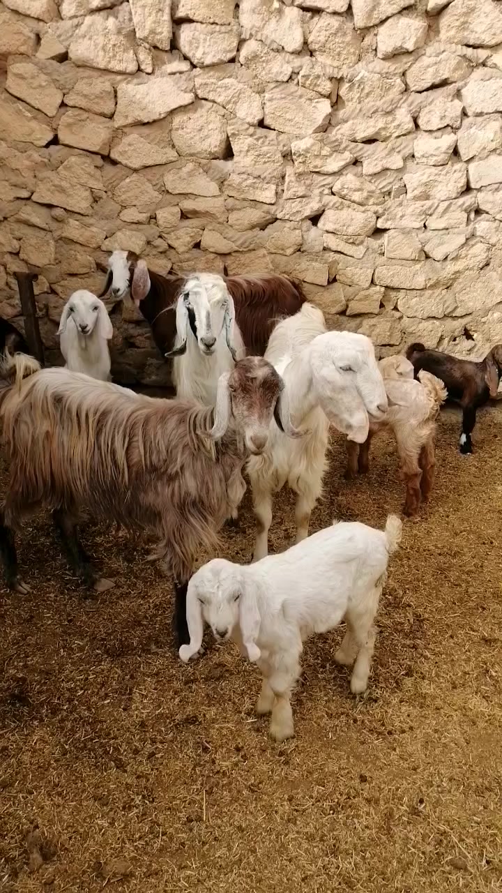 بسم الله الرحمن الرحيم
متاح ٥ جذاع مطافيل وراهن ٣ صخلات وجدايه ٢ معزه حلوات مالات جنيه وهادئات ويفضل حليب وره جداياهن
سعر الزوج ٥٩٠ وبيهن مجال جدا بسيط
المكان حديثه الخفاجيه
*********** يوجد توصيل حسب الاتفاق
