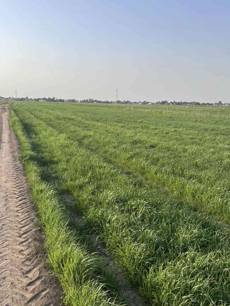 زرع للبيع المكآن للمهناوية بيهن من 35 الى 40 دونم***********
