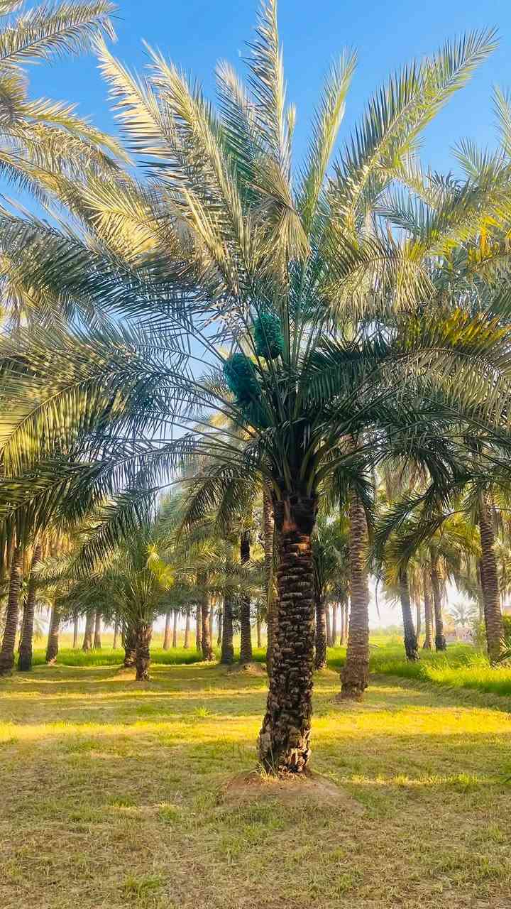 🌴 للبيع نخيل خستاوي كبير ومثمر 🌴
فرصة مميزة لأصحاب البساتين والراغبين بالاستثمار الزراعي.

✅ العدد: 8 نخلات

✅ الصنف: خستاوي

✅ أشجار كبيرة وقوية.

✅ قسم منها محمل بالتمر لهذا الموسم، والقسم الآخر يحمل في الموسم القادم.

💰 سعر النخلة الواحدة: 50,000 دينار عراقي فقط.

📍 العنوان: واسط – قضاء الصويرة – قرية جويميسة الغربية.

📞 للاتصال: ***********

📱 واتساب: ***********

للجادين فقط، والصور المرفقة توضح حالة النخيل وحجمها.

الأولوية لمن يحجز أولاً.

🌴🤝
