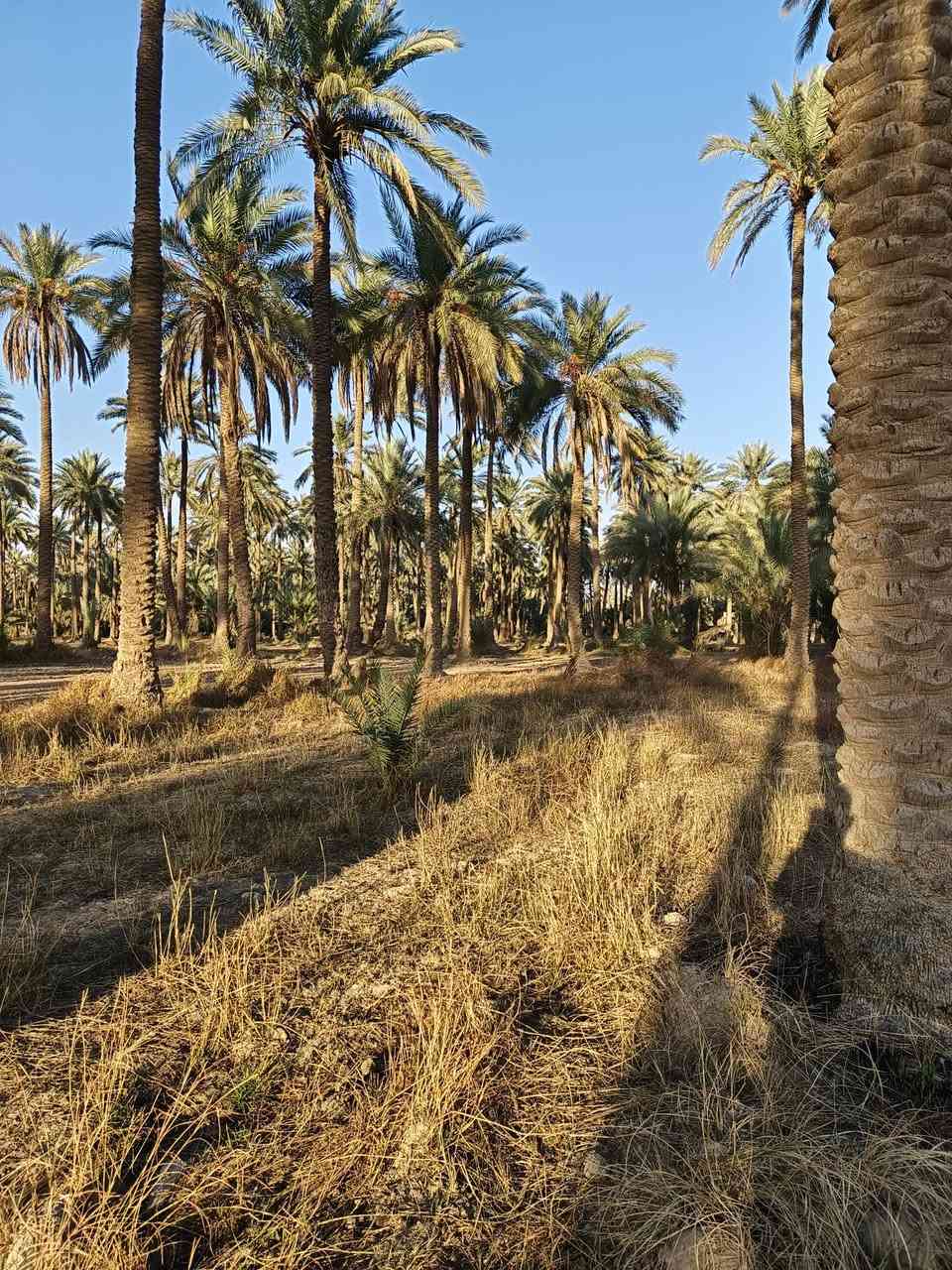 للبيع مساحة ارض دونم و950 م² تحتوي على مغروسات نخيل وماء سقي سيح في مكان هادئ ومجميل وطبيعة خلابة ،تبعد عن المدرسة 250 ثانوية وابتدائية ، كذلك بالقرب من كافة الخدمات 
تصلح مكان متنفس عائلي ومكان راحة واستجمام / طويريج _قرية البو گريده 

***********
