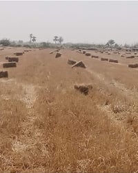كبس تبن • كمية مفتوحة • ميسان البتيره
