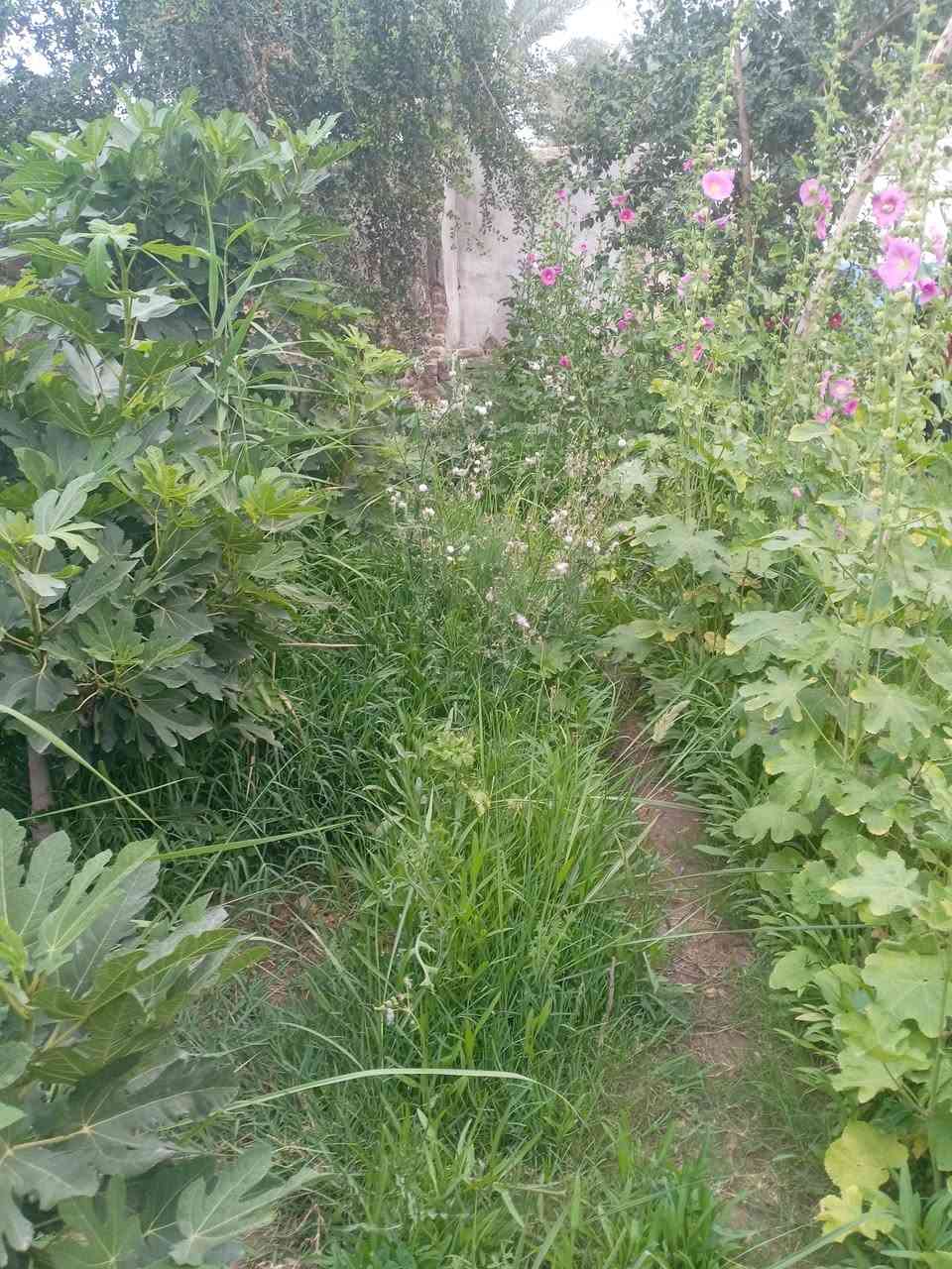 لاصحاب الهدوء والراحه النفسيه مزرعه للبيع  المساحه 800 من ظمنه  بيت حديث  السقف صب كونكريت مسلح بي 6دنك صار 7 اشهر من بنيته  متكون من غرفتين وصاله وستقبال ومطبخ وحمام داخلي وحمام خارجي ماء اساله وماء  سقي وبيه فواكه تين  ونخل شكر وزهدي وخستاوي ومزروعه وخيار والثيله ١٠٠ متر  سند ٢٥ تحويل اسهم بلطابو شرط ثاني يوم  المكان بابل القاسم الهاشميه الجربوعيه تبعد عن طريق الزائرين العلجربوعيه 200متر تفاصيل اكثر اتصل *********** السعر  علخاص لو تتصل لو واتس اب..علما اني انا صاحب العقار .......***********
