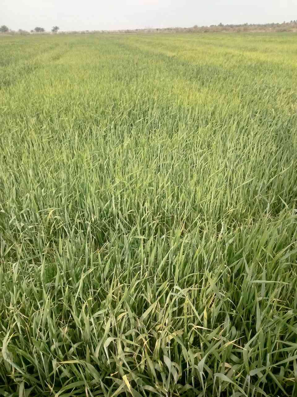 زرع البيع تريد 10دونم تريد 25
الهاشميه منطقة تياس
***********
