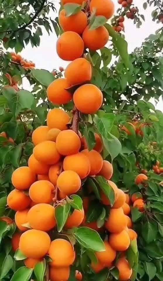الزبائن الكرام :
يتوفر لدينا تشكيله واسعه ومميزه من كافة أصناف الأشجار 
الزينه ' والمثمره بعدة أحجام وجميعها بجوده عاليه من أفضل وأقوى الأصناف( البلديه ، والمستورده ) تركي إيطالي 

* ومن خدماتنا الكشف على المواقع في جميع انحاء المملكه وتقديم الاستشارات والاقتراحات للزراعه واعمال تنسيق الحدائق 
* خدمة التوصيل والزراعة متوفره مع توفير كل ما يلزم من اسمده ومبيدات حشريه وفطريه 

وخبراء ومختصون بالمجال 
للتواصل : 
0795859898


**إذا كنت صاحب هذا الإعلان وتريد حذفه لأي سبب، رجاءا أرسل رسالة إلى الدعم الفني**