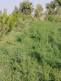 دوانم زراعي • طريق بغداد كوت • ماء وكهرباء