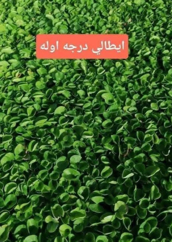 سلام عليكم ورحمه الله وبركاته+موجود انواع ثيل طبيعي مثل ماموجود في لصوره هندي امريكي ايطالي فرنسي انكليزي وسعار مختلفه وكادر مختص في الفرش لثيل وخدمه توصيل داخل كل قضى والنواحي بلد اوصلاح الدين عامه تصلو ع هاتف أسفل شاشه ***********
