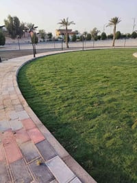 ثيل هندي • تحمل حرارة وشمس • توصيل مجاني ٢٥م+