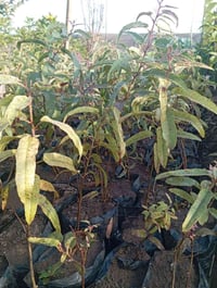 شتلات كفور ليموني • كيس 15