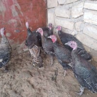 موصل جانب ايمن • علو ٨ • خشن