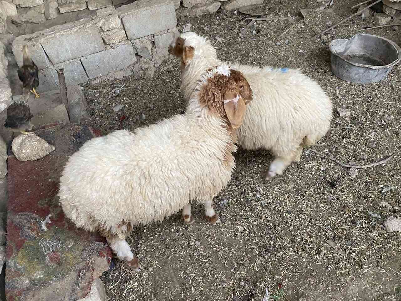 وراجين سمان كلش مال بر سعر وحده 250مكاني سماوه 

بداحره ***********. يرهمن واجبه وجني
