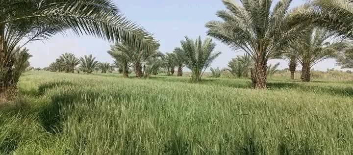 بستان للبيع مساحة ١٨ دونم طابو زراعي تحويل مباشر
يحتوي على ٣٠٠ نخلة حمال
الموقع خيكان منطقة الجوادية 
*********** علي
*********** ابو احمد
