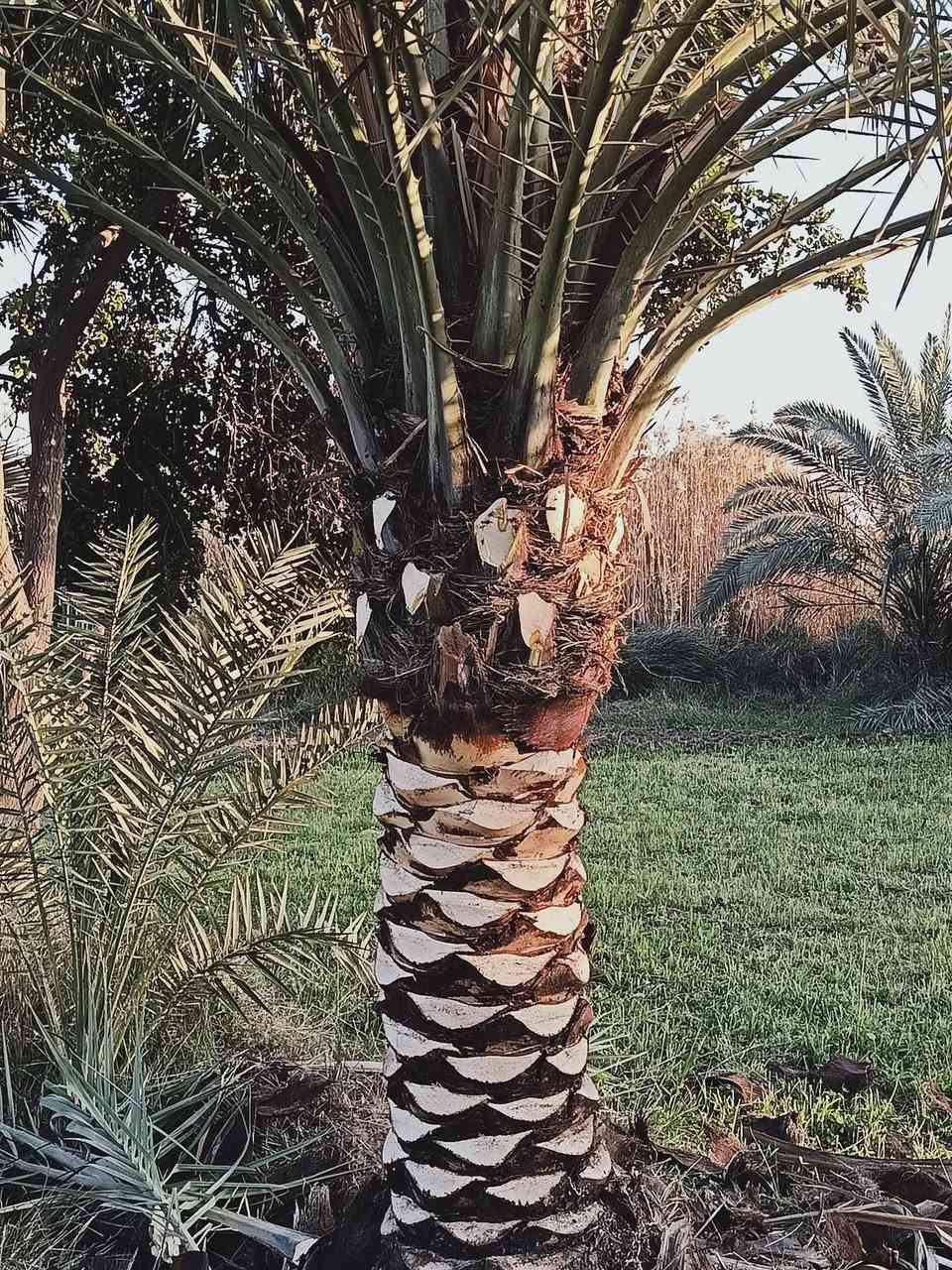 السلام عليكم 
تكريب نخل 
شلاع فسايل/ تجذير فسايل 
شغل درجه اولى /***********
