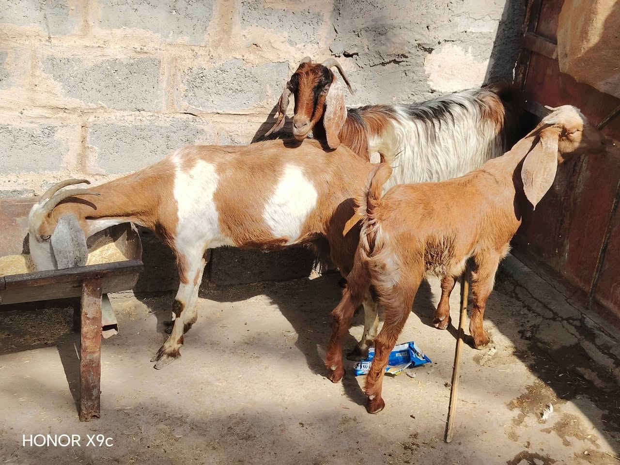 صخول للبيع ٤عشر وحده ورآها فحل ومعشره خير من الله صخول ناصحات وعلا كل عيب  سن وشطر وذراع وبيع شرع ومفرد مكاني بغداد التاجي السعر بل خاص والاستفسار تصل ***********
