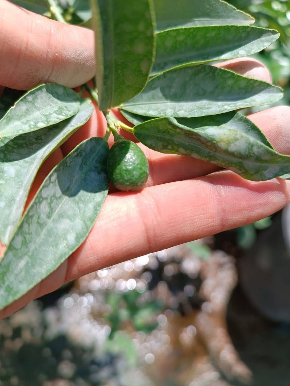 البرتقال القزمي 

الكمكوات

او البرتقال الصيني

متوفر االان  نبته كثيفه مثمره 

ارتفااع  النبته.  متر ونص 
السعر :  ١٠ االف 

عنوان تقاطع سبعه نيسان 

...........
  هي فاكهة من أنواع الموالح ( الحمضيات ) ، ثمارها لونها برتقالي صغيرة الحجم تزن بين 8-10 غم . وهي فاكهة بلون برتقالي صغيرة الحجم تزن بين 8 إلى 10 غرامات . تؤكل الثمرة كلها بقشرها ويتراوح ارتفاع شجرة الكمكوات مابين 8 حتى 15 قدم واشجار الكمكوات لا تتأثر بالبرودة والصقيع.
تختلف عن غيرها من أنواع الحمضيات في أنها تدخل في فترة الشتاء السكون العميق حتى أنها تبقى من خلال عدة اسابيع من الطقس الدافئ لاحقا من دون تكوين نموات جديدة أو تزهر . على الرغم من قدرتها على البقاء تحت ظروف درجات الحرارة المنخفضة ، وأشجار البرتقال الذهبي تعطي إنتاج أفضل وأكبر وأكثر حلاوة في المناطق الأكثر دفئا. و قد تؤكل نيئة. وتعتبر الثمرة ناضجة عندما تصل إلى مرحلة اللون الأصفر والبرتقالي.


**إذا كنت صاحب هذا الإعلان وتريد حذفه لأي سبب، رجاءا أرسل رسالة إلى الدعم الفني**