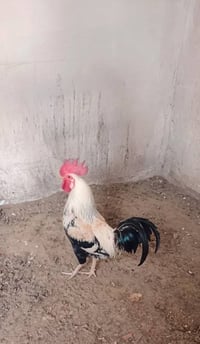 دجاجات عدد ٢ وديج عدد ١ وفراريج عدد ٩ وكتاكيت عدد ١٢ وبشوش عدد ٢ السعر...