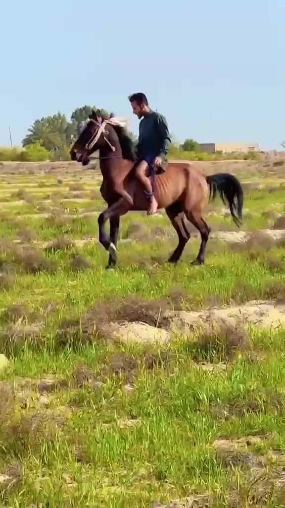 يا الله سلام عليكم خيالتنه العزاز حصان عربي البيع رتفاع 150 عمره 3 سنوات الحصان صاغ سلم المكان الحمزه الغربي سعر600 بي مجال توصيل الجميع المحفضات حسب النتفاق*********** يوجد واتساب
