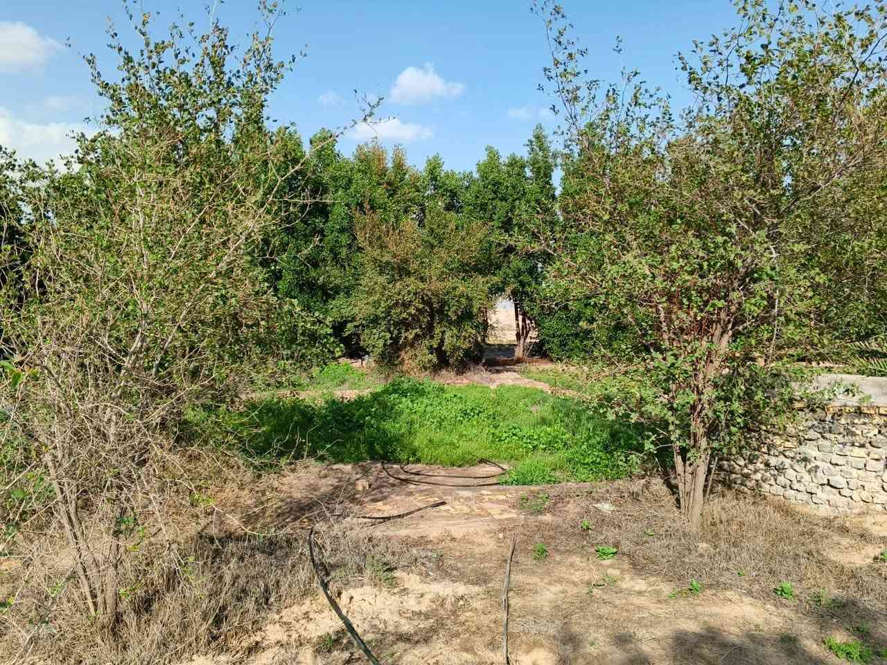 مزرعه للبيع
المساحه :5دونم ونصف 
الموقع :الدواجن على شارع الدواجن التبليط 
المحتويات :بيت هيكل يحتوي على ديوان ٦×٤ +غرفه  +غرفه ثانيه ٣×٤ 
المزروعات :50 نخله 
***********
