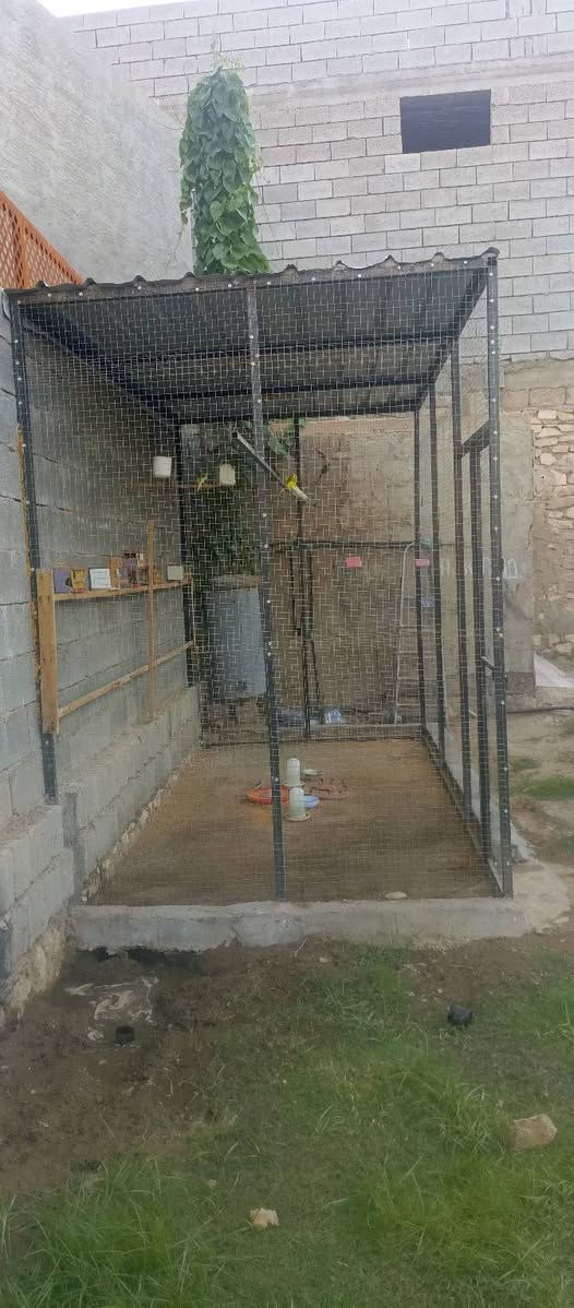 سلام عليكم قفص عصافير البيع الطول 4 ونص ارتفاع 3 عرض 2 ونص القفص كلش جبير معنه كلمه و كلشي يرهك انوعا الطيور و الحيوانات مكاني الرمادي غرب كلية معارف الشراي يراسلني واتساب فقط  *********** بس واتساب يراسلني الخط ما يشتغل بس واتساب شغال
