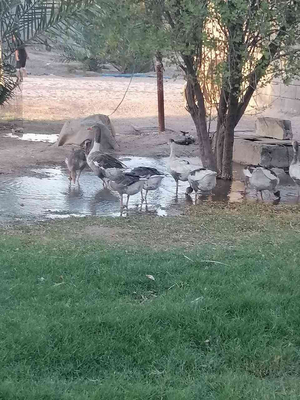 متاح بطوط عربيات الزوج ب ٤٥ المكان الزبير المكصب


**إذا كنت صاحب هذا الإعلان وتريد حذفه لأي سبب، رجاءا أرسل رسالة إلى الدعم الفني**