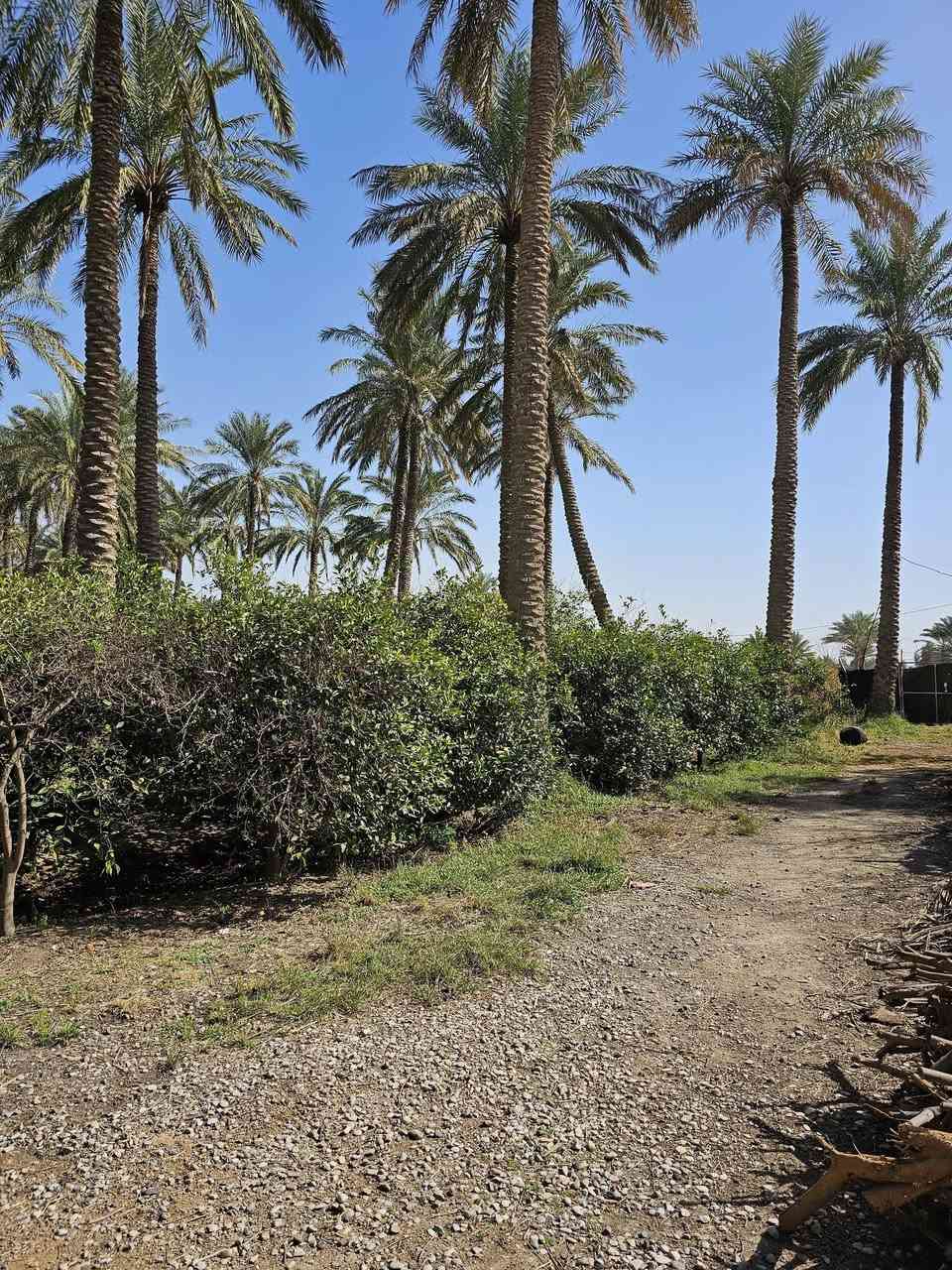 سلام عليكم برتغال ونخيل طابو صرف 3ونص دونم  يوجد ماطور ماء بير   محافظة اديالى ناحية المنصورية  و مع  بيت مشتمل الاستفسار علا الرقم ***********
