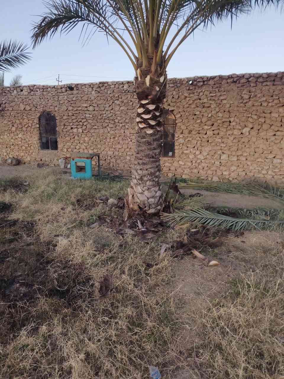 تكريب نخل اسعار مناسب
رقم الهاتف ***********
