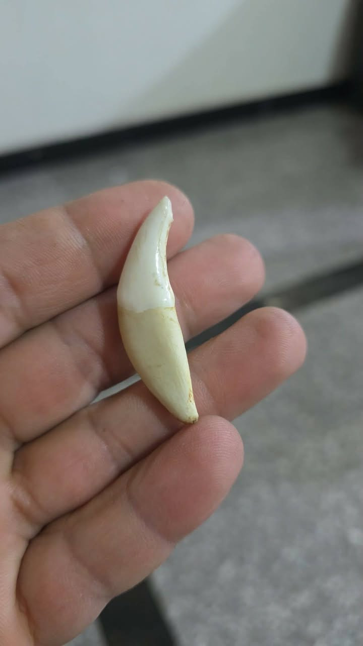 ناب ذئب للبيع ذمه أصلي الشراي يتفضل خاص


**إذا كنت صاحب هذا الإعلان وتريد حذفه لأي سبب، رجاءا أرسل رسالة إلى الدعم الفني**