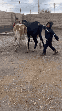 عجول سمنتال • ناحية الزاب • للبيع