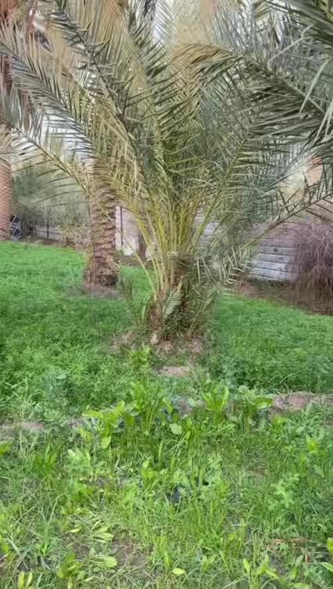 السعر 👈 ((210 ))مليون مع المجال السلام عليكم متابعين اليوم اجيناكم بعرض مميز وحلو ان شاء الله يعجبكم  1300 متر طابو زراعي سند 25 تحويل اسهم بسم المشتري تحتوي ع بيت بناء حديث درجه اولى واضح بالتصوير امامكم بستان مخدومه ومرتبه النخل كوله نشو وحلو خدمات جداً راقيه من ماء سقي ماء اساله كهرباء وطني مولد ذهبي مستوصف اسواق تبعد عن التبليط 200 وعن مركز المدينه 9 كيلو متر العنوان كربلاء منطقة الابراهيميه للأستفسار اكثر الاتصال بالارقام المذكوره
***********
***********
@الجميع
