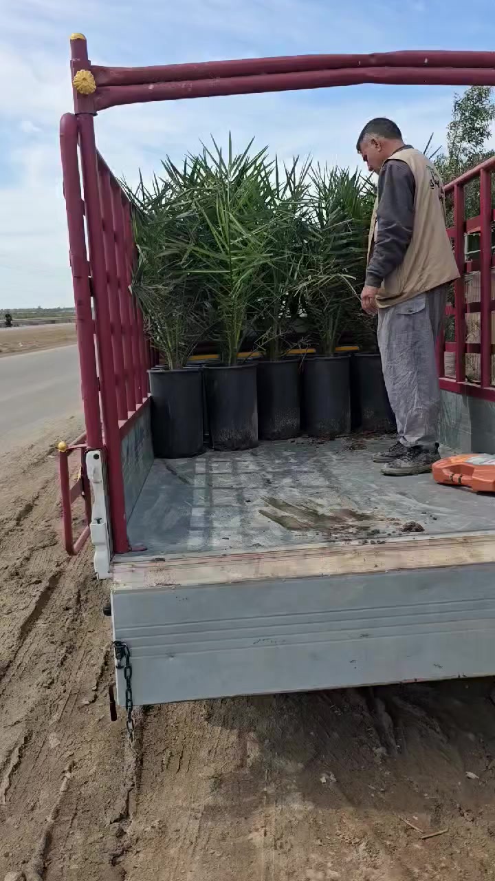 السلام عليكم اخوتي الكرام 🌴

📅 اليوم بتاريخ 2026/3/29
✨ بفضل الله تعالى واستمراراً بثقة مزارعينا الكرام، تم تجهيز أحد الإخوة من محافظة الأنبار بفسائل البرحي النسيجي من مختبر دي بي دي البريطاني 🇬🇧بعمر (3 سنوات) وبارتفاع تقريبي يتجاوز متر ونصف، جاهزة للغرس والإنتاج بإذن الله 🌱

🚛 سيتم نقل الفسائل بإشراف مباشر من كادر مشتل سلام الشمري بكتاب رسمي صادر من دائرة زراعة واسط إلى دائرة زراعة الأنبار، وفق الضوابط الزراعية الأصولية لضمان سلامة النقل وجودة الاستلام.

📄 تم تزويد الزبون العزيز بكارت ضمان لحين الإثمار تأكيداً على جودة الفسائل ومصدرها المعتمد.

🌴 المتوفر حالياً لدينا:
✔️ فسائل البرحي النسيجي
✔️ فسائل المجهول النسيجي
بأحجام وأعمار مختلفة، جميعها من مختبرات رصينة وذات جودة عالية، متأقلمة وجاهزة للزراعة والإنتاج التجاري.
_______________________________
للاستفسار الاتصال على الارقام التالية📞 :
*********** /*********** او مراسلة الصفحة.  
العنوان📍 : واسط /قضاء الصويرة /مجاور محطة وقود ديار شمر
