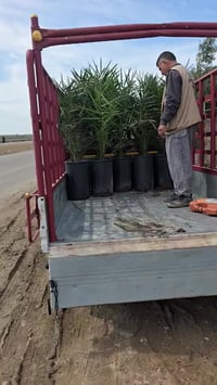 فسائل برحي نسيجي • فسائل المجهول نسيجي • ٣ سنوات