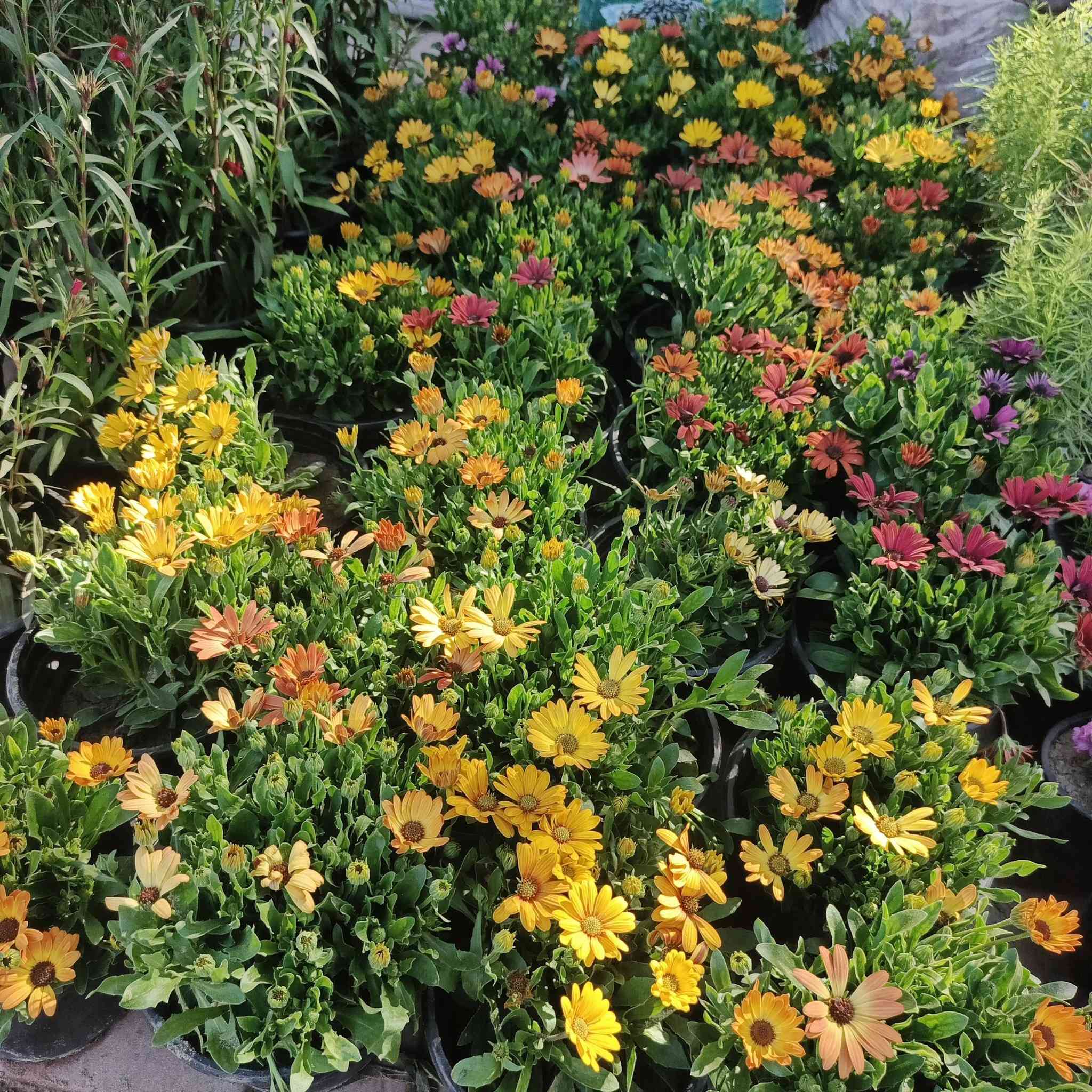 اسعد الله اوقاتكم بكل خير احلى متابعين🌹🌹

مثل ما عودناكم بنشر كل ما هو جديد🌲🌲
نعلن عن وصول وجبه جديده من الورود الموسميه والدائميه ومن النباتات الشمسية 🌳🌳 والزهور🌹🌹  واشجار الفواكة والسنادين 

#ملاحظة سيتم نشر النباتات الظليه بمنشور خاص بها.

يوجد توصيل داخل  قضاء الصويره فقط 
للإستفسار الاتصال على الرقم ***********

العنوان,: #شارع_الغطاس_خلف_المجمع_السوري 

إدارة المشتل
***********
***********
