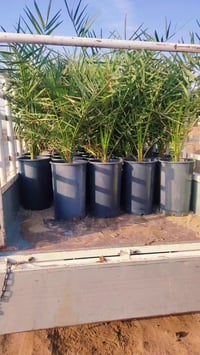 قضاء الصويرة • ديكور وحديقة • بدون وصف