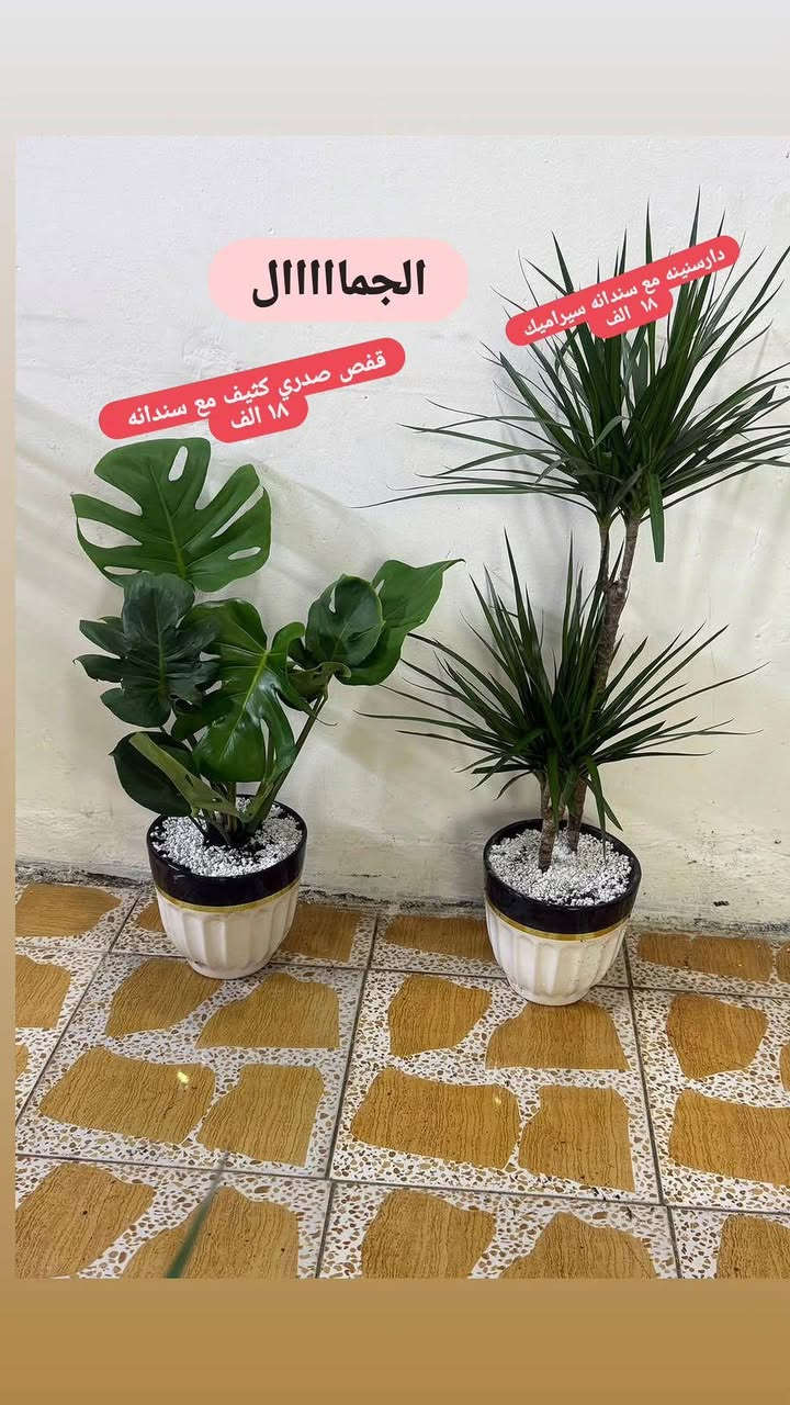 نباتات طبيعية للبيع عروضنا مستمرة يوجد خدمه توصيل لجميع مناطق كركوك للحجز مراسلة الصفحة


**إذا كنت صاحب هذا الإعلان وتريد حذفه لأي سبب، رجاءا أرسل رسالة إلى الدعم الفني**