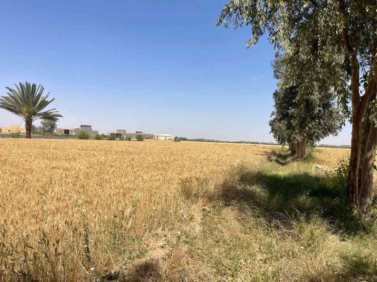 🌟 عرض اليوم 🌟

أرض للبيع — طابو زراعي سند ٢٥ تحويل مباشر
المساحة الكلية ٢٠ دونم
قطعة راقية جداً على شكل مربع ومزروعة بالكامل 🌱

📍الموقع مميز جداً
الرمادي ناحية اليرموك بداية منطقة القرية العصرية 
تصلح للسكن أو لأي مشروع استثماري ناجح بسبب موقعها الجغرافي والخدمات المتوفرة بالكامل:
✔️ ماء
✔️ كهرباء
✔️ تبليط
✔️ مدارس
✔️ خدمات بلدية

✨ الأرض معزولة عن الزخم السكني وتوفر راحة وأمان واستقرار للمستقبل
✨ شكلها المربع وعلى شارعين يخدم أي مشروع
✨ تكدر تقسمها دوانم أو تحولها قطع سكنية وتستثمرها بالشكل اللي يناسبك

💰 سعر الدونم: ١٢ مليون فقط

📞 هذا العرض من مكتب عدنان العسافي للخدمات العقارية
للتواصل والاستفسار:
*********** واتساب
*********** واتساب

📍أو زيارة مكتبنا:
الرمادي — ناحية اليرموك — قرب بناية ناحية اليرموك — الفرع الأول

نستقبل جميع العروض العقارية داخل مدينة الرمادي 🤝

أبو أحمد
أيابه شحياكم الله 🌹

#الرمادي
#اليرموك
#عقارات_الرمادي
#اراضي_للبيع
#استثمار
#ارض_زراعية
#عقار
#بيع_وشراء
#الانبار
#استثمار_عقاري
#مكتب_عدنان_العسافي
#عروض_عقارية
#اراضي
#مشاريع_استثمارية
#طابو_زراعي
#سكن_واستثمار
#عقار_الانبار
#الرمادي_الآن
#ابو_احمد
#عقارات_العراق
