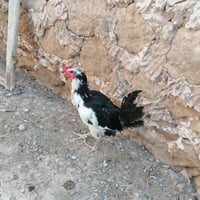 ديك بوطاني • قابل نزول
