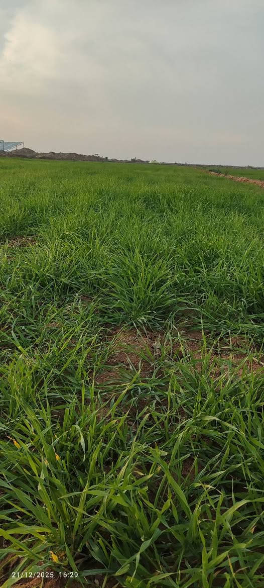 سلام عليكم ارض زراعيه ٩٠ دونم للبيع جاير جتل للموسم مع العلم السكي لنهايت الموسم عليه ووياها طن ونص سماد للاستفسار اكثر اتصل على الرقم ***********
