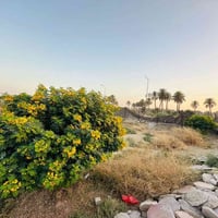 المعيميره • ٤ دونم • شاطيه