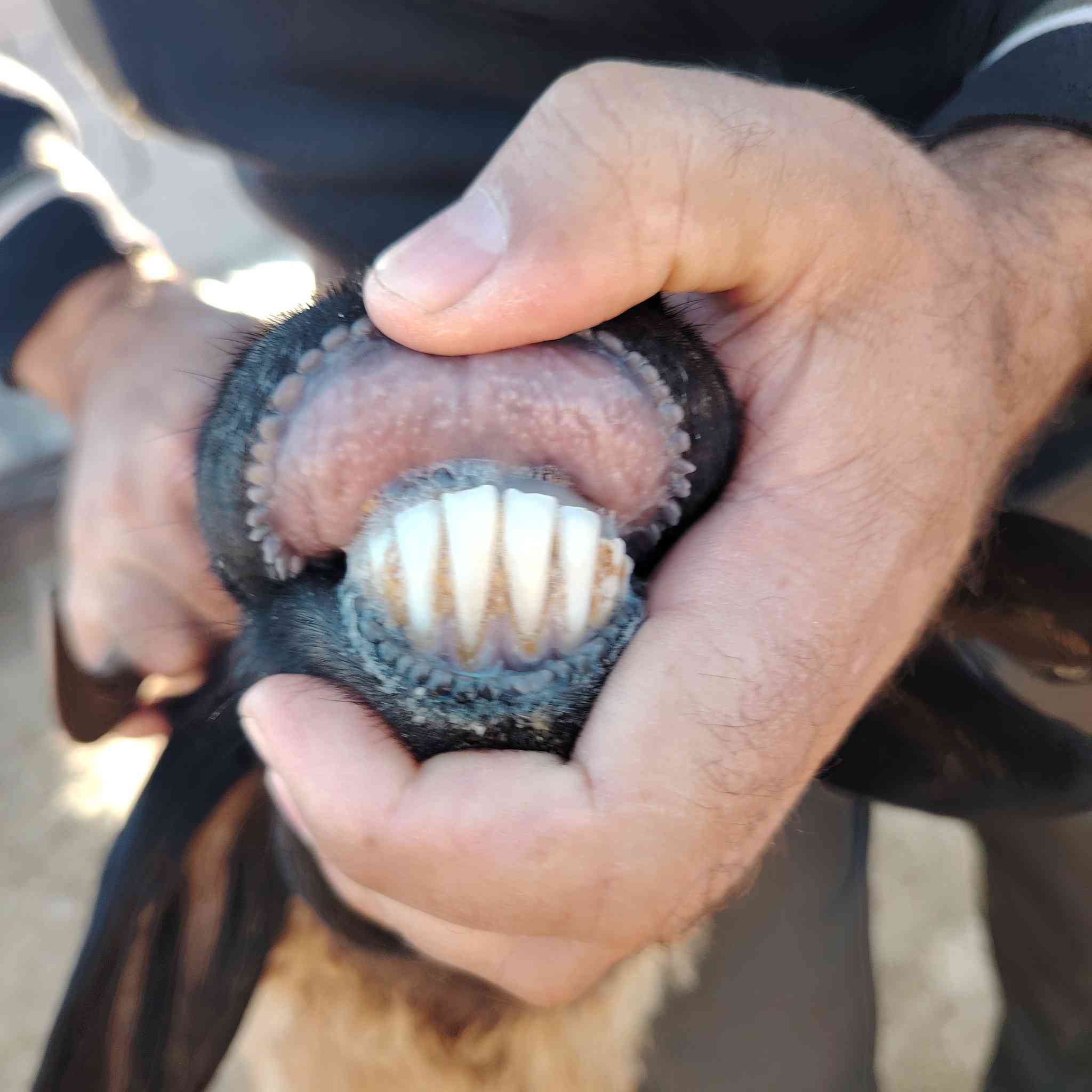 متاح نعجه وراه توم فطايم سعرها ٧٦٠ عنوانه الانبار قضاء عنه ناحية الريحانه يوجد توصيل مجاااااني حديثه والبغدادي فقط تفاصيله بلفيديو
***********
#ابوعبيدة #لتجارة #الاغنام #والمواشي #جمال #خيول #ماعز #متابعه_ولايك_فضلا_وليس_امر #سوق #عنه #وضواحيها #لتجارة #الاغنام #والمواشي
