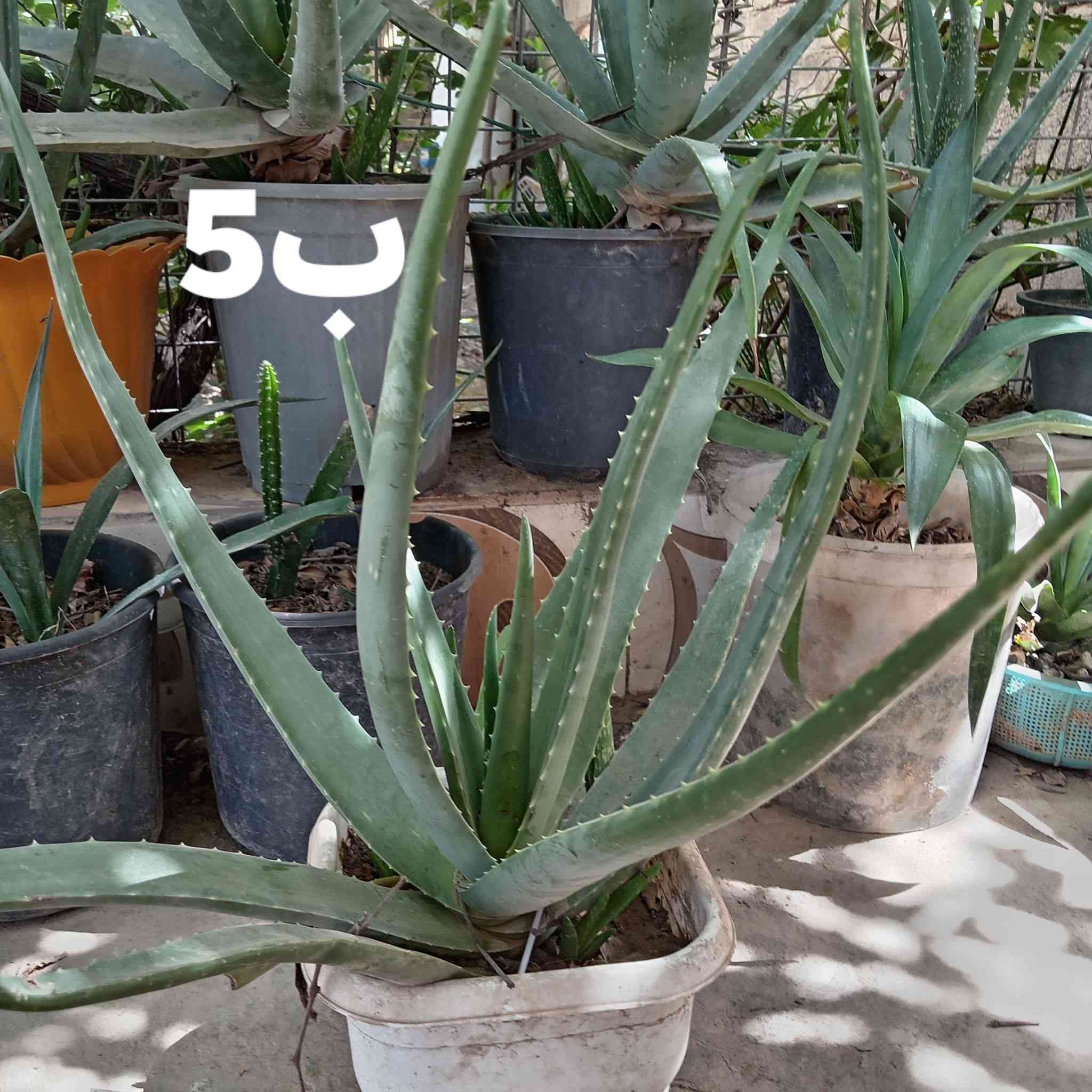 صبار للبيع عدد هواي اشكد ماتريد *********** وخاص موجود
