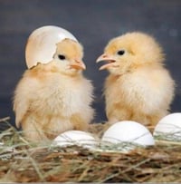 نعلن عن ادخال وجبه جديده في مفقسنا  انواع البيض الدجاج فقط  حجز خانه ك...