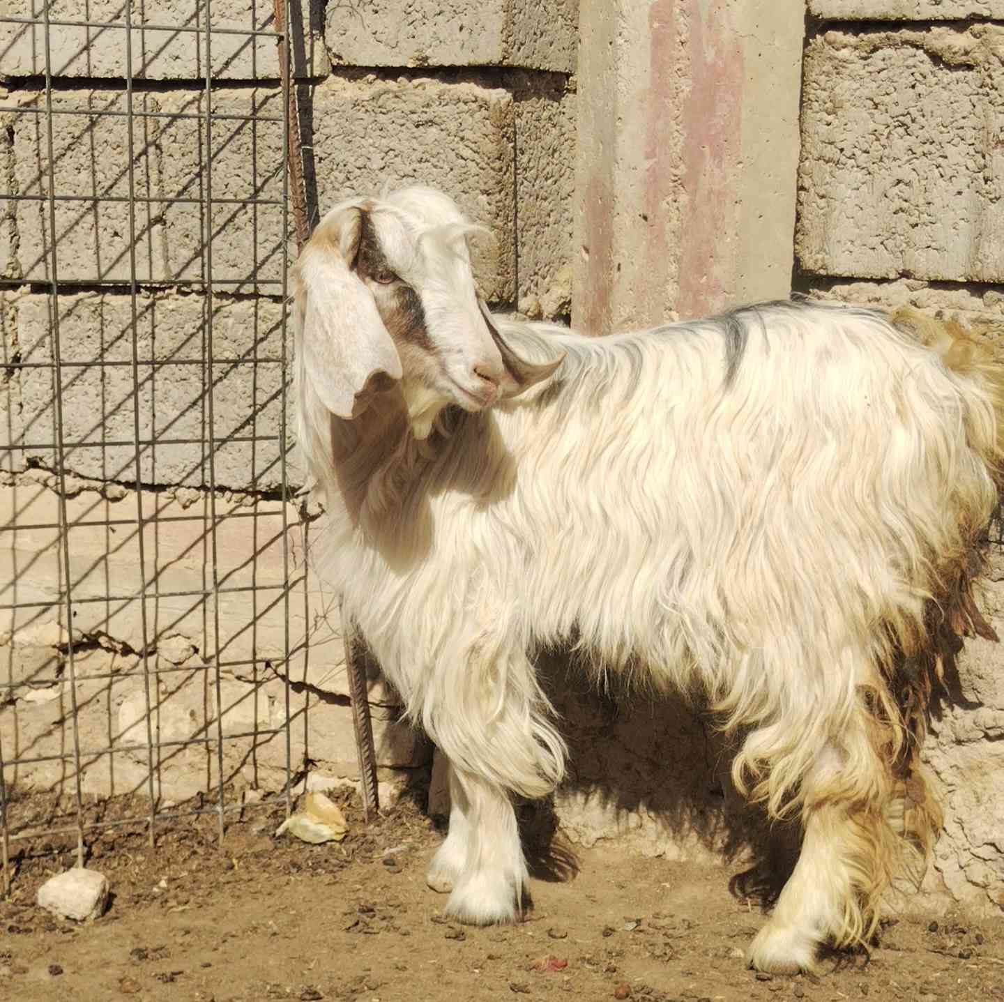 اخون جدي  شكره حلو و خشن مال جنيه او ذبح كلشي ترهم
ذبيحه درجه اولى
 سعره بلاش ١٤٠فقط شرط ناصح رقمي و

المكان حديثه ويوجد توصيل لجميع حسب الاتفاق ***********بي واتساب
