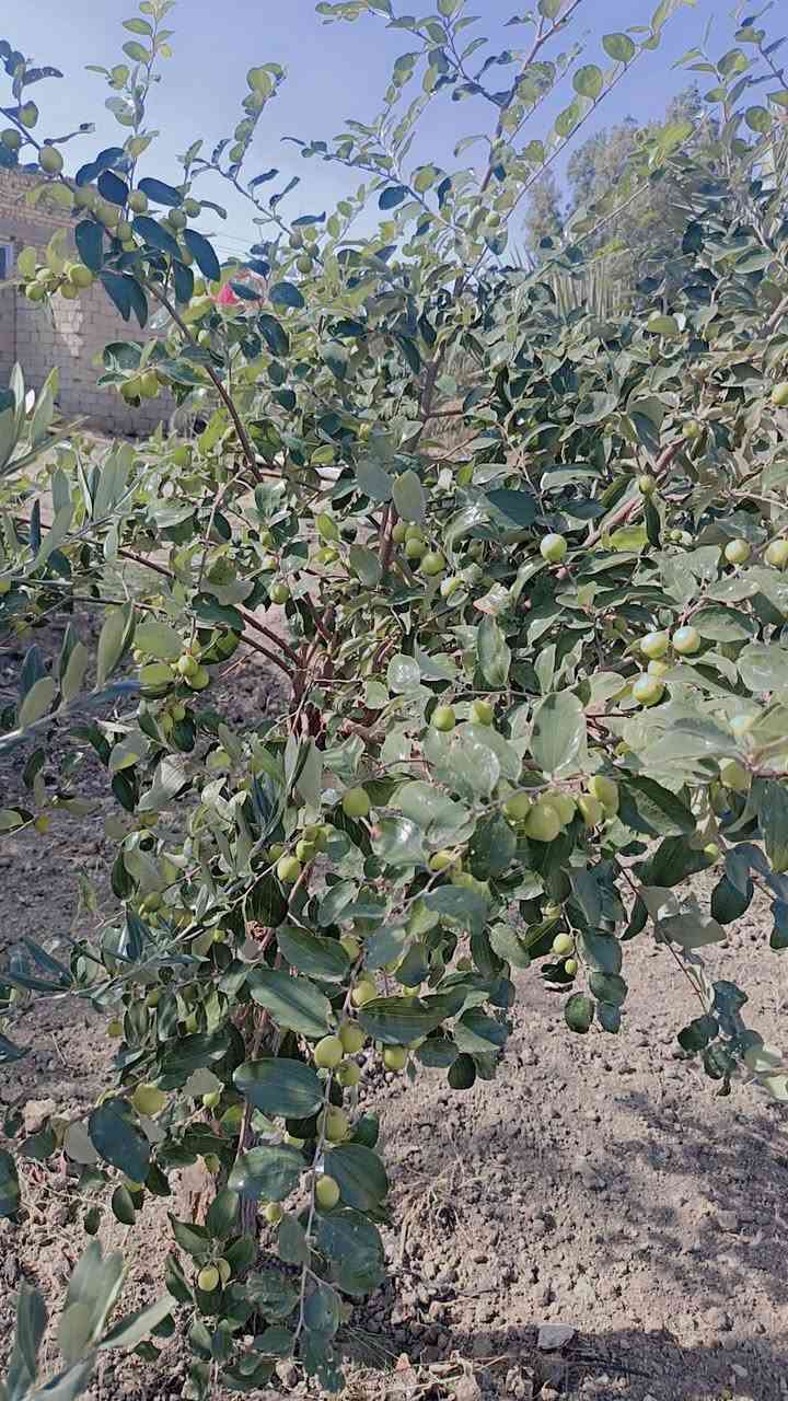 اللهم صل على محمد وآل محمد
يتوفر  اقلم  السدر التفاحي البصراوي  والباكستاني  الأحمر   من يرغب بتطعيم يتواصل وياي   وشكد يريد أقلام  موجوده ٠٠٠٠٠ وطريقة التطعيم  كلش سهله. والي ما يعرف اني اطعماله


**إذا كنت صاحب هذا الإعلان وتريد حذفه لأي سبب، رجاءا أرسل رسالة إلى الدعم الفني**