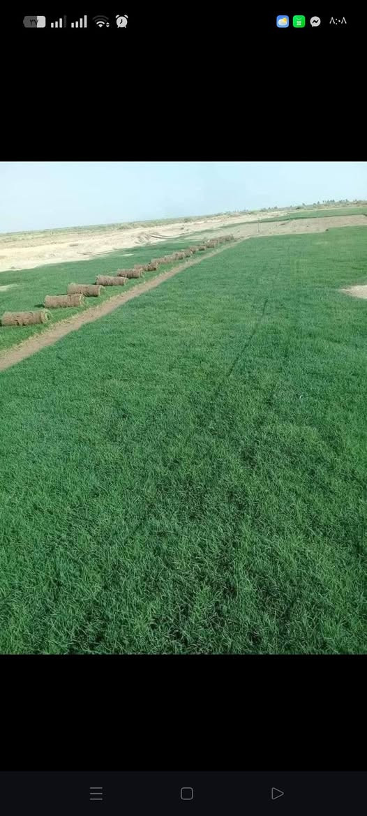 ثيل هندي بأفضل الأنواع مع خدمات توصيل لجميع محافضات العراق للتواصل على الرقم ***********
