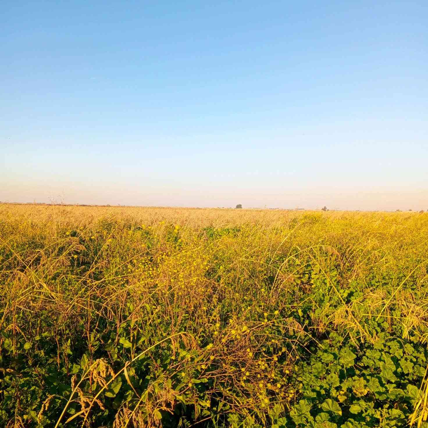 السلام عليكم اخوان عندي كاع 20 دونم أبيعها ضمان سفح مزروعه ذره سودانيه وبيها دغل تفيد أهل الحلال العنوان واسط قضاء الحي للاستفسار 
*********** ابو عباس
