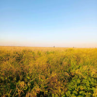 واسط قضاء الحي • ٢٠ دونم • ذرة سودانية