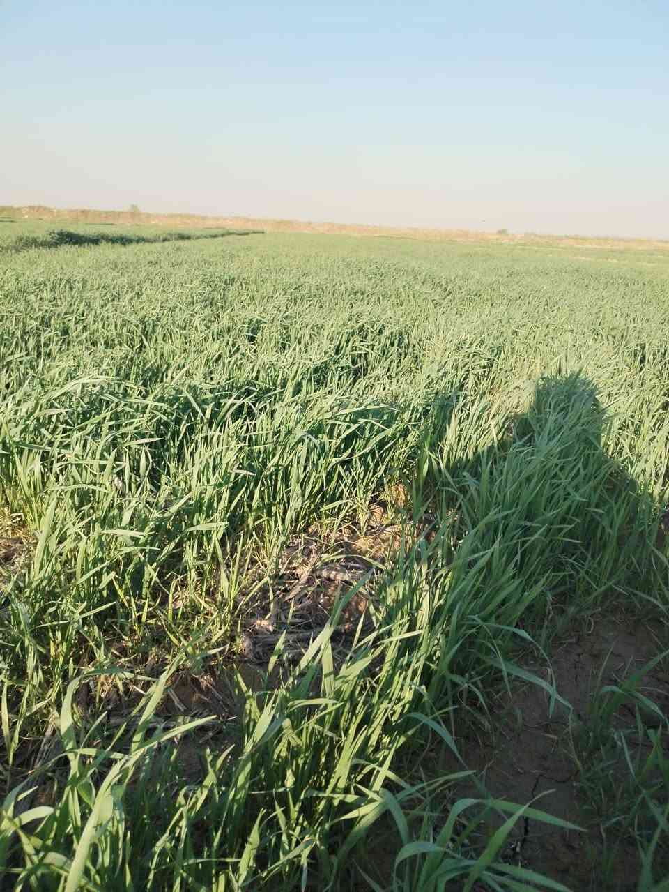 مكتب الزيتون الزراعي 
بإدارة المهندس جمال السامرائي 
شهادة مزارع بعد ١٠ ايام من استخدام 
الأسمدة الورقية 
واسط - ناحية الشحيمية 
رقم المزارع ***********
