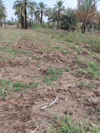 طابو زراعي • ١٨٠٠م • طريق حله قاسم