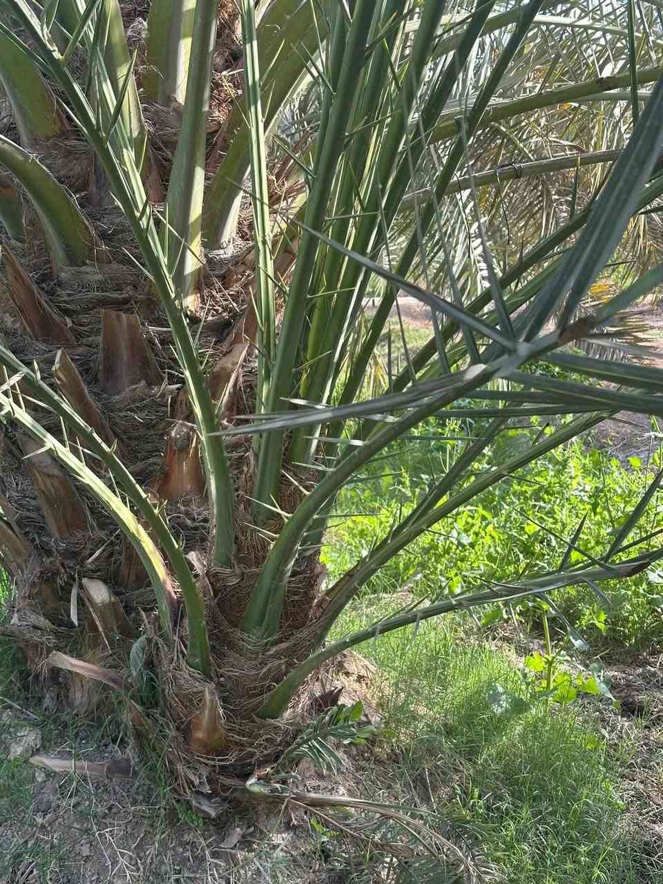 توجد انواع فسائل النخيل وباسعار مناسبة جدا
برحي مكتوم مجهول قرنفلي 

عجوه المدينة طه افندي 

اخت الفحل عوينه ايوب 

اخلاص عنبره مشمشي بدعه 

ليلوي بلكه مكاوي خضراوي 

جوزي قزمي حمراوي حمره الجبل 

شويثي احمر واصفر جبجاب 

بريم بربن ديري كنطار ام الدهن 

دقله نور مكحله اصابع العروس 

مكاني كوت ***********
