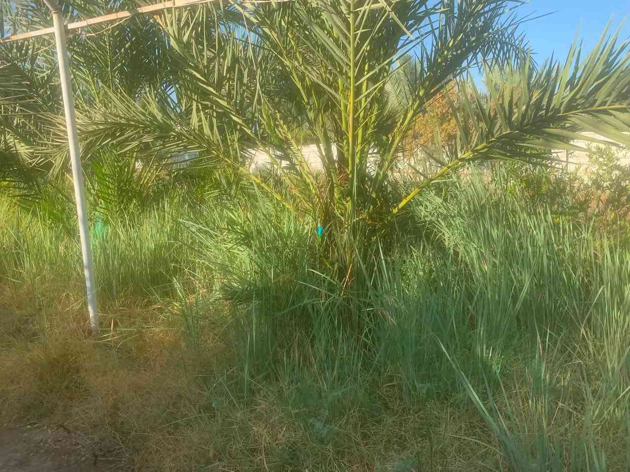 دونم صدر اليوسفية بصف الدير بي بئر الحمام وموقع ممتاز ركن وبصف البزل ولي وبي اسماك ودخله مرتبة جدا ودخول وخروج هادىء  لانه جارين فقط واقواس بالدخلة وكهرباء وانارة بين النخيل والاشجار وماء اسالة ونهر وبئر بالاضافه وراء اي بالخلف يبتعد النهر حوالي ٧٠متر هذا مصدر رابع يعني خير من الله ومسيجة وبيت كبير ومسبح وشلال وحوالي ٣٥نخلة مثمرة وتين وتفاح وزيتون ورمان وعنب واشجار اخرى وسقائف للخزن عرض ٨م وطول ٣٥م  وتنور  ومراجيح وزحليكان واقفاص اجلكم الله لخزن ومنام الحيوانات  اوحفظهن وصباة كونكريت كبيرة وجلستين مسقفة ومدارس وخدمات وشنو تزرع بيدك يطلع بفضل الله ولايوجد يمي للبيع لانهم مرتاحين محد يبيع بس بسبب الحالة الصحية ماكو قدره تذهب وترجع قررت البيع  طابو زراعي سند ٢٥ وباسمي مميزه *********** معلومة على الموقع والخدمات والتجهيز الاسعارشكرا للجميع
